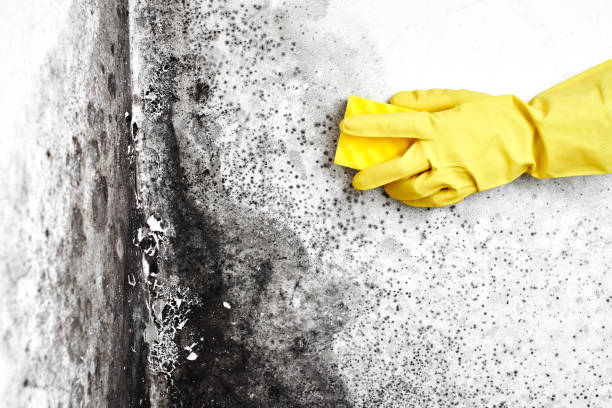 Best Best Mold Removal Companies  in Seven Fields, PA