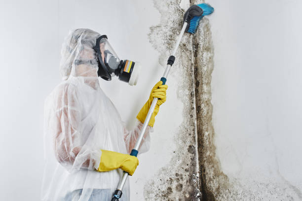 Best Emergency Mold Removal  in Seven Fields, PA