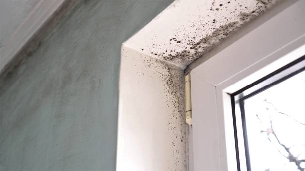 Best Water Damage Restoration  in Seven Fields, PA