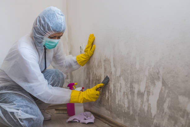 Crawl Space Mold Removal in Seven Fields, PA