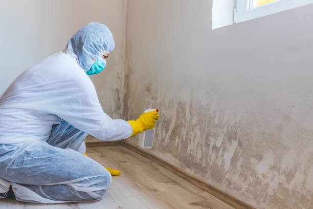 Mold Removal Process in Seven Fields, PA