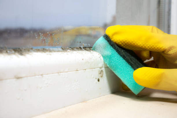 Seven Fields, PA Mold Removal Company