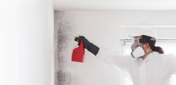 Best Black Mold Removal  in Seven Fields, PA