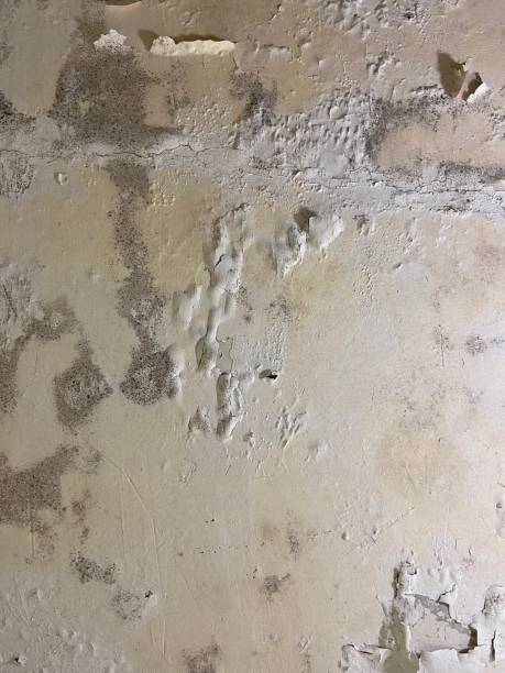 Best Same-Day Mold Removal  in Seven Fields, PA