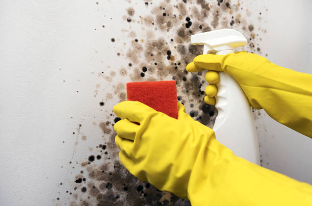 Best Mold Cleaning Services  in Seven Fields, PA