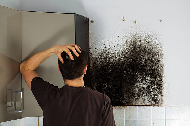Best Toxic Mold Removal  in Seven Fields, PA