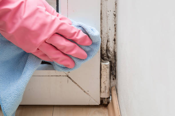 Best Same-Day Mold Removal  in Seven Fields, PA