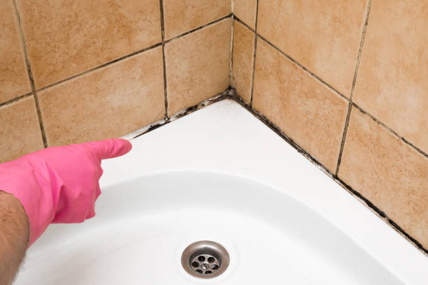 Best Office Mold Removal Services  in Seven Fields, PA